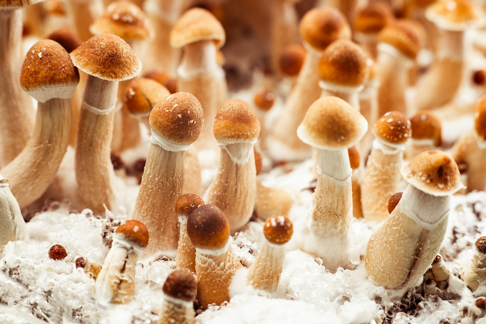 Psilocybe cubensis cultivation