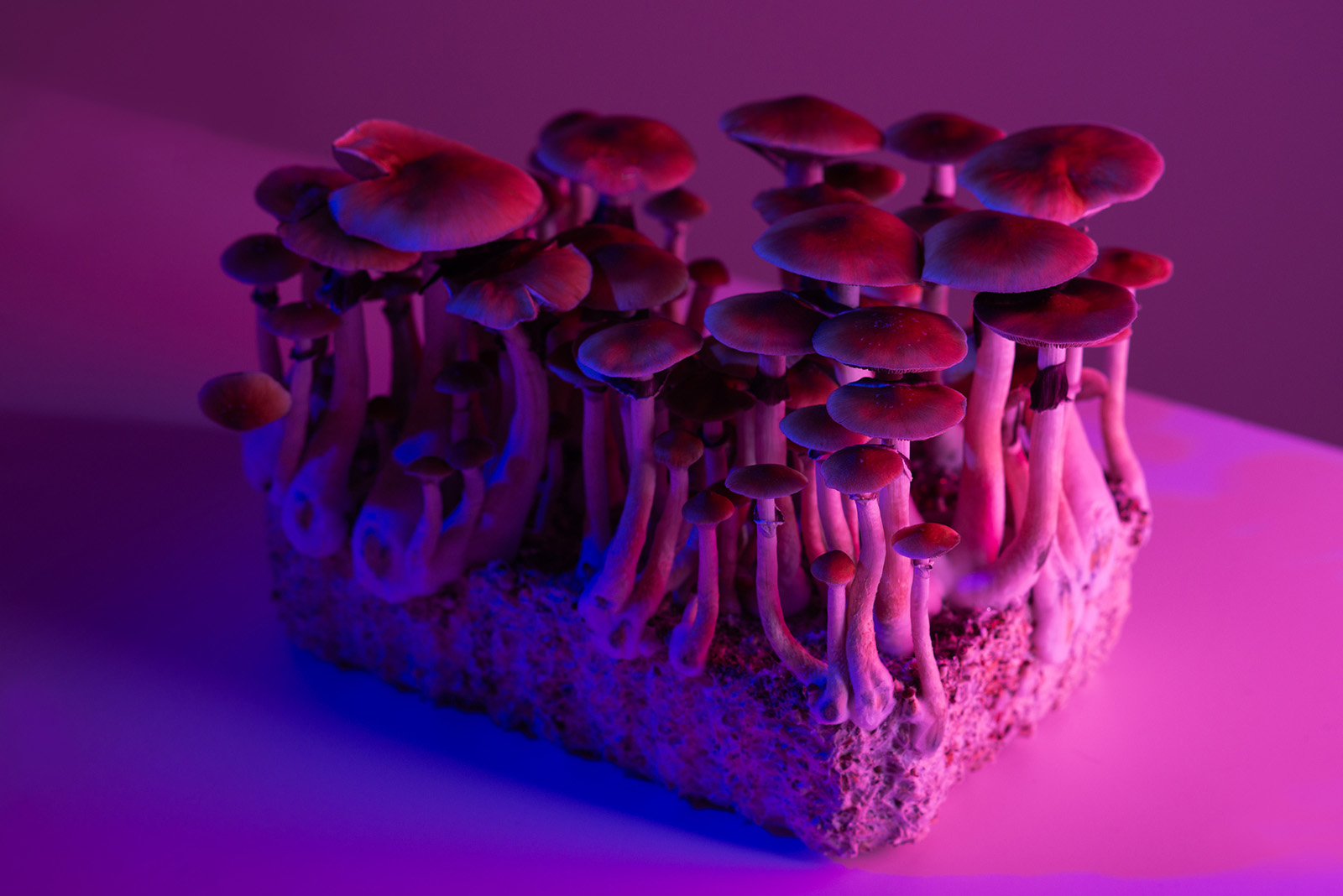 Mushroom psychedelic cultivation under purple light