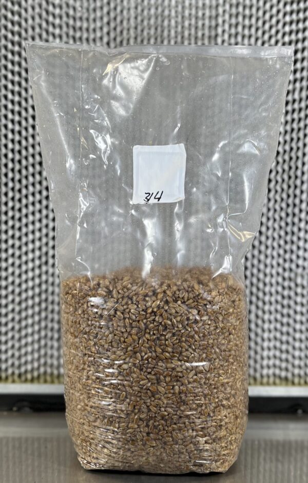 Organic sterilized rye for mycology