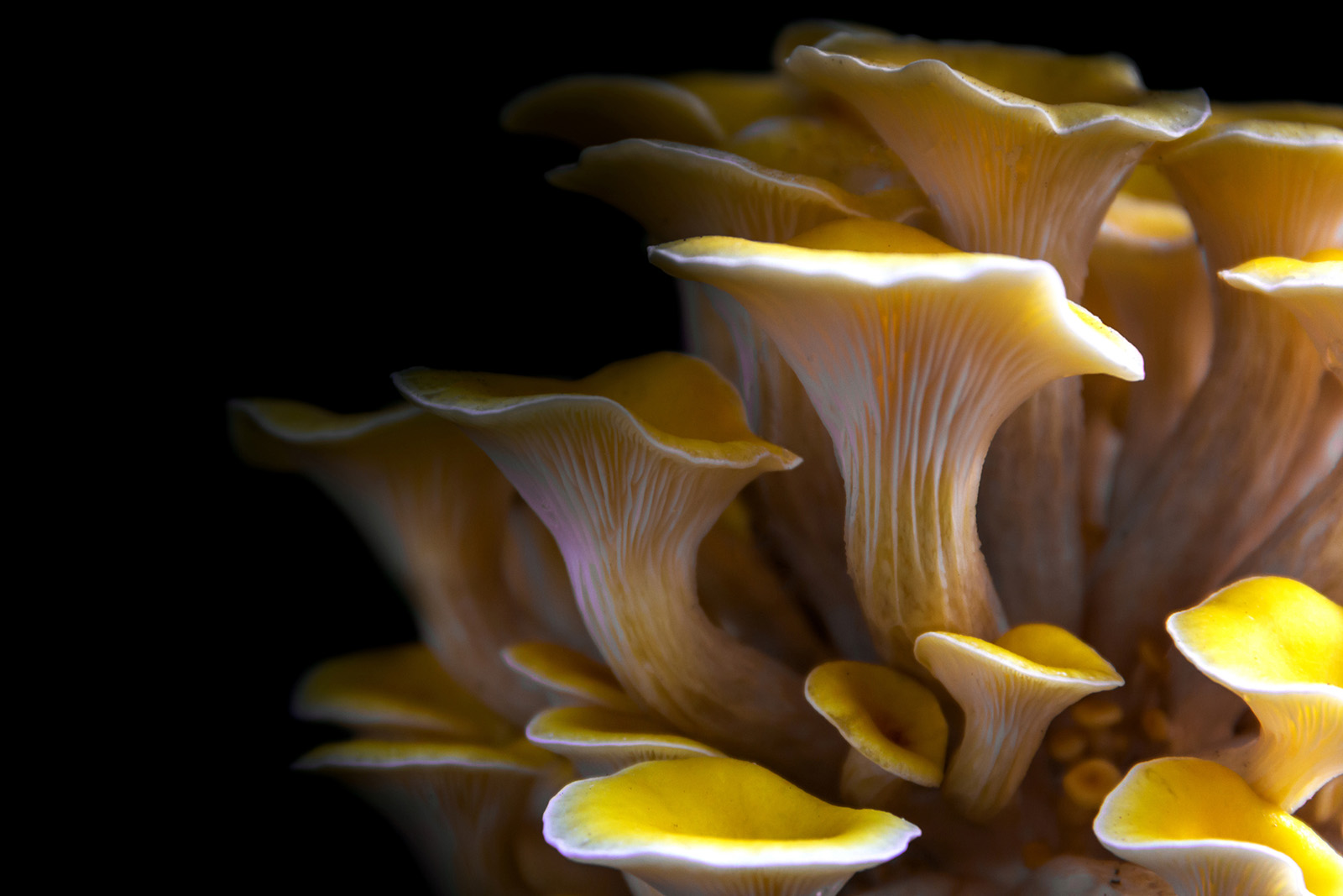 Yellow Oyster Mushrooms